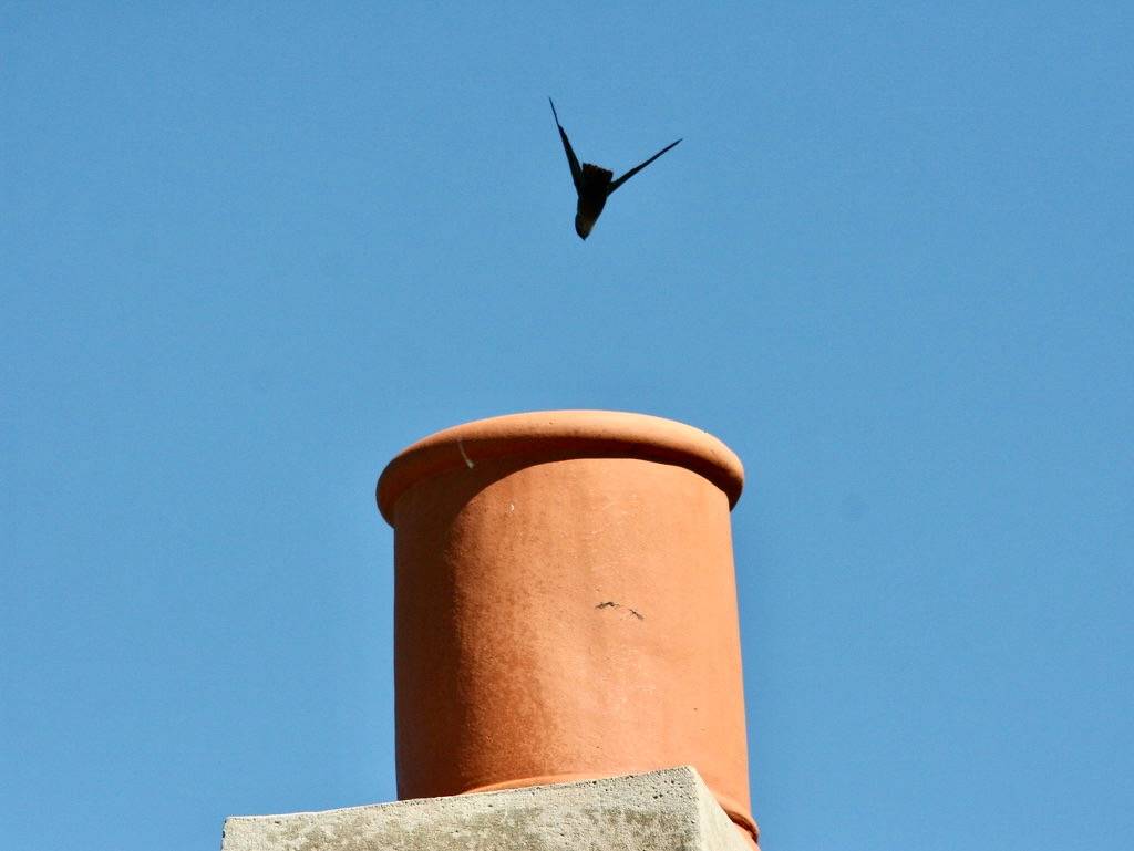 Chimney Swift 20100816 by Kenneth Cole Schneider is licensed under CC BY-NC-SA 2.0